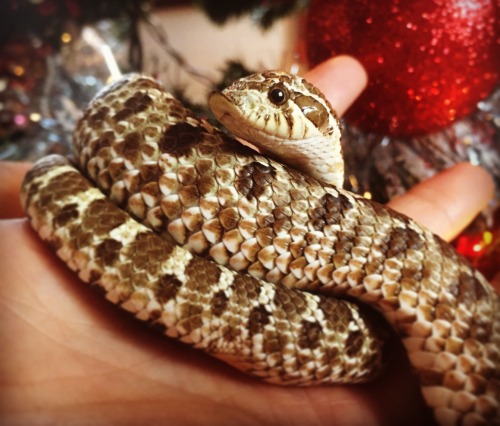 I tried to take some festive noodle pictures, but Pretzel was...