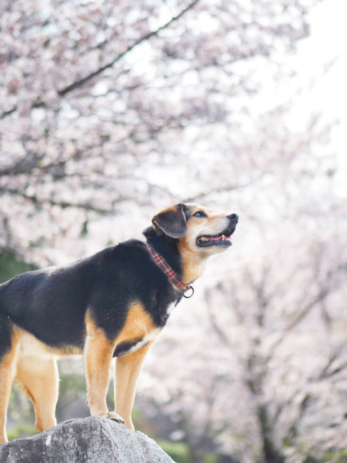 My town fills with cherry blossoms.I become a dog and sniff the...