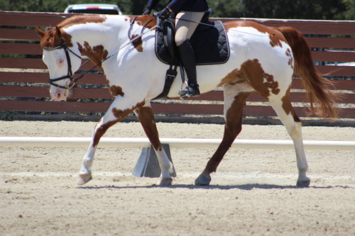 small-but-sassy-dressage:Streeeeetchhhh{PC @abj-photography}