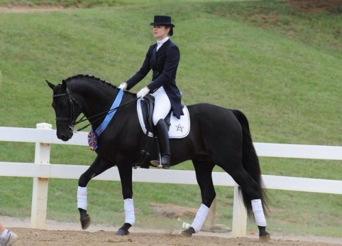 deadinsidedressage:hyperbemily:all-the-horses: GKB Coal...