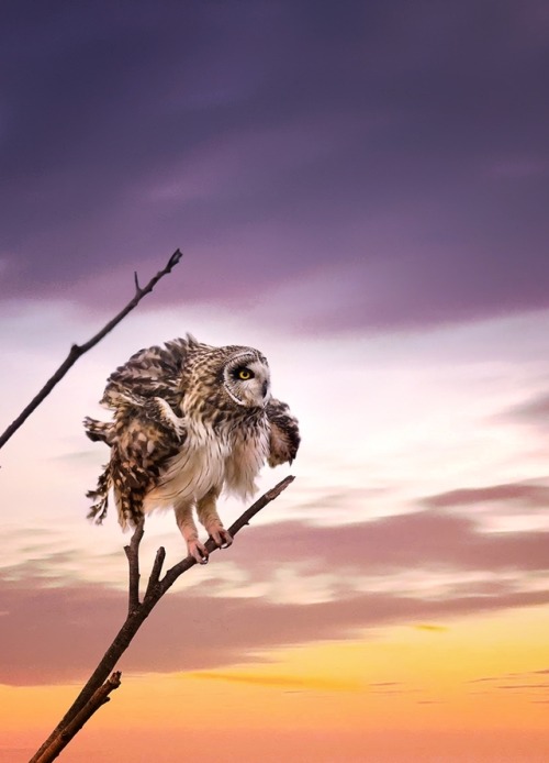 beautiful-wildlife:Owl in the sunset by © suk eun kim