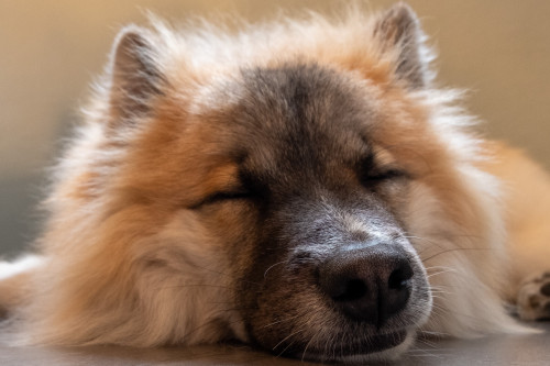 onlygooddogs