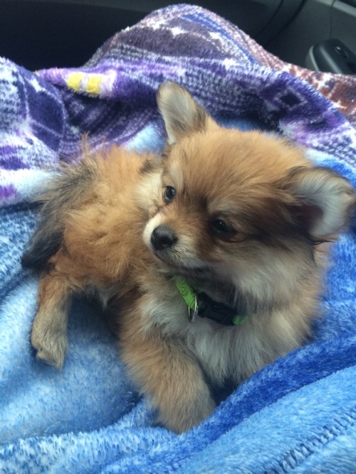 awwww-cute:Our new Pom pup looks like a baby fox