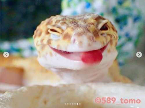 Gecko | Tumblr