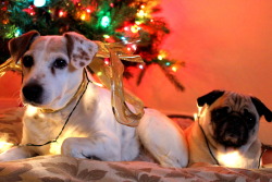 Dog Roommates Refuse to Let Christmas Go Virginia&hellip;