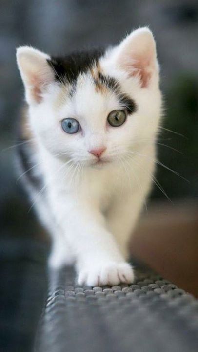 Cute Things for Cats