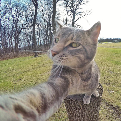 boredpanda:This Selfie Taking Cat Takes Better Selfies Than...