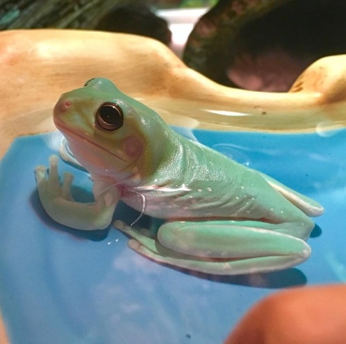 Peridot has a pleasant soak in the pool. #frogs #frog...