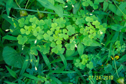 jayrockin:Wood Sorrel