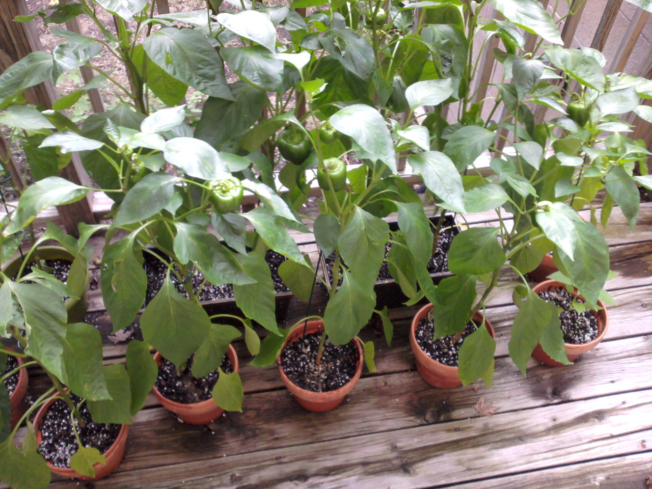 peppers on the porch, right