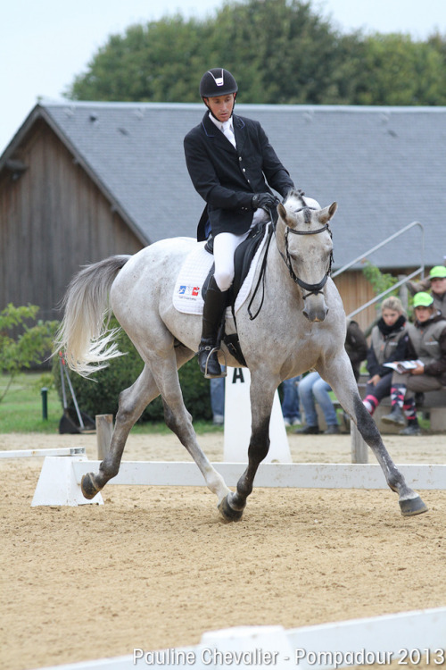 mylittlehony:Upsilon2008 Anglo-Arab stallion (Canturo x...