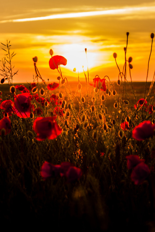 lsleofskye:Poppies by Dawn