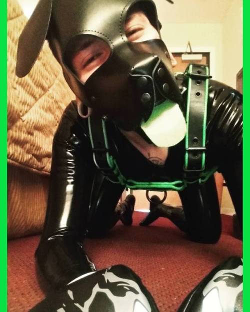 Barks! Pup ready for scritches.#ILAPup2017 #Rubber...