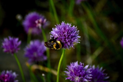 greatwideworldphoto:Apis Chive | Original by Great Wide World...