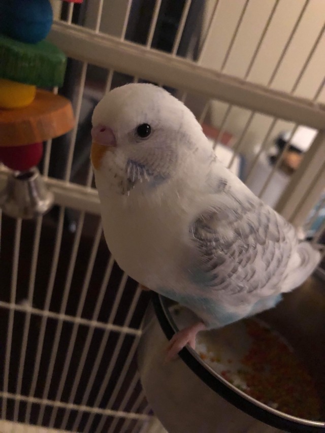 budgie on Tumblr