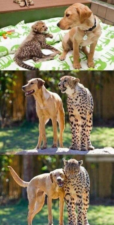 putyouinabettermood:Best friends via https://ift.tt/2QzWTOE...