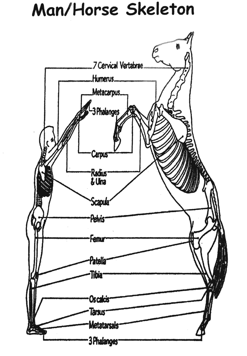 Some tidbits about horse anatomy compared to human... | Equine Science!