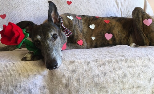 greyt-hounds:Happy Valentines DayI’m crying they so...