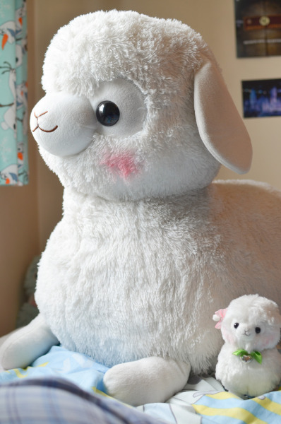 jumbo alpacasso