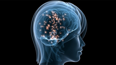 Foxp2.
Es verdad que la mujer tiene un cerebro algo más pequeño que el de los hombres, pero los neurocientíficos nos indican que ese dato resulta más bien irrelevante. En cambio, ahora se demuestra que el cerebro femenino es más humano que el...