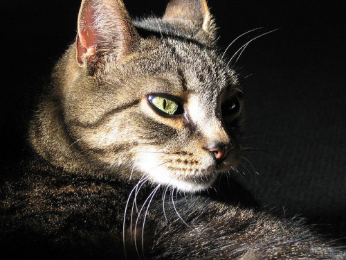 catsarawesome:Photo by Anosmia