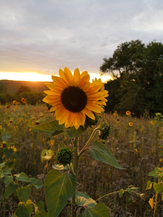 sunflower on Tumblr