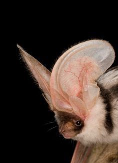 ainawgsd:Spotted BatsThe spotted bat (Euderma maculatum) can...