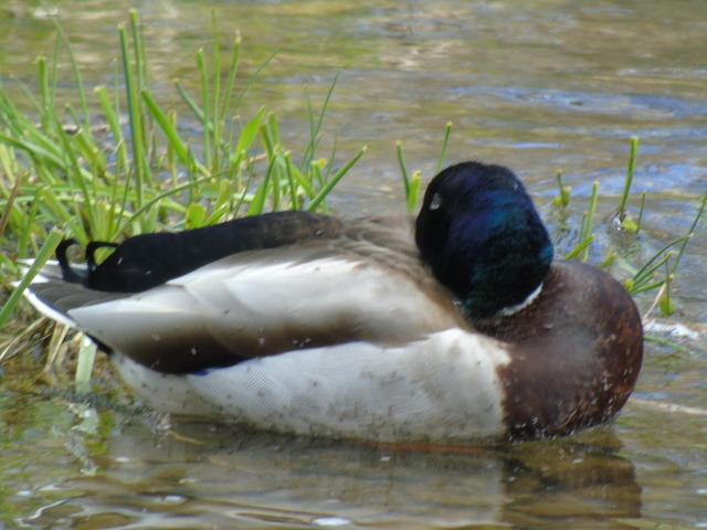 The Canadian Order of Druids — A Canada Goose and Mallard Ducks. Photos ...