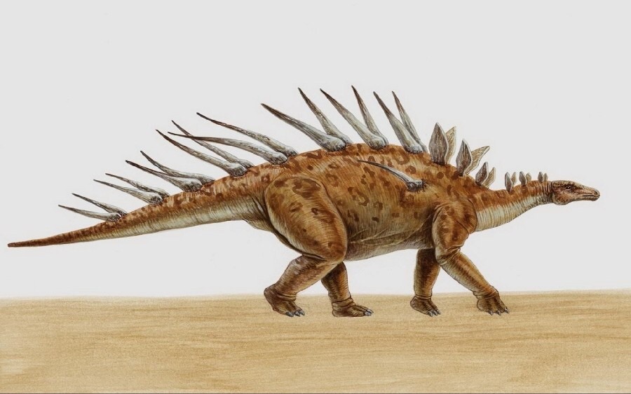 Dinosaur Daily — Kentrosaurs, the African cousin of the Stegosaurs....