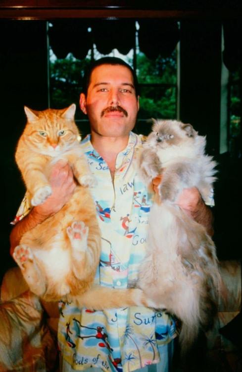 coolkidsofhistory:Freddie Mercury and his cats, 1980s.