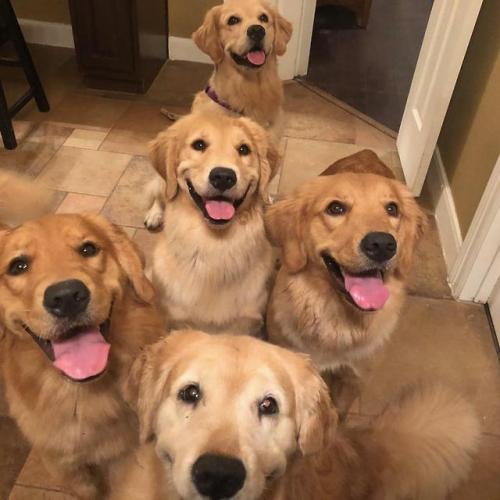 Ain’t no party like a golden retriever party because a golden...