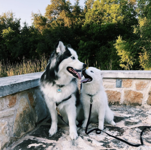 brookbooh:I’m a Siberian Husky pup who lives in Austin Texas...