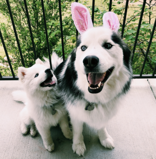 brookbooh:I’m a Siberian Husky pup who lives in Austin Texas...