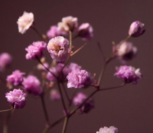 flowers curators on tumblr
