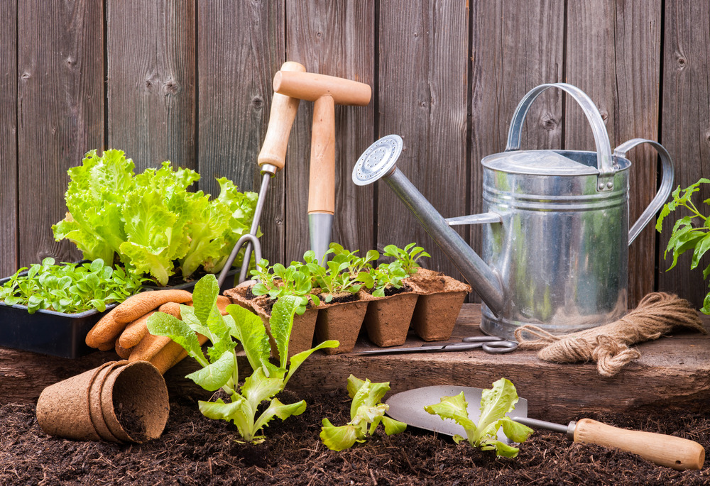 Essentials — Starting Your Own Vegetable Garden: A Guide for...