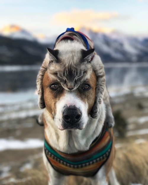 aww-so-pretty:Meet Henry The Colorado Dog and his best friend.