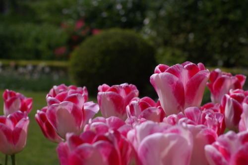 Tulips of Floralia Brussels