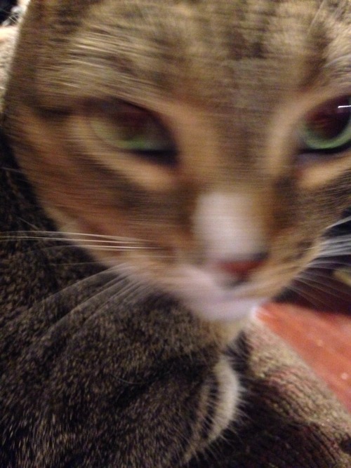 prancer cat cat tabbisocks tabby