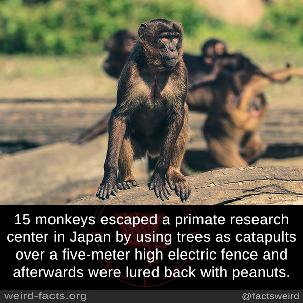 Weird Facts — 15 Monkeys Escaped A Primate Research Center In...