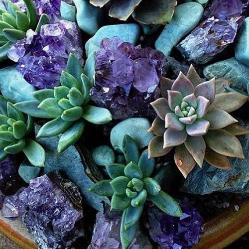 underthebogart:Green + Purple + Succulent + Crystal + Witchy...