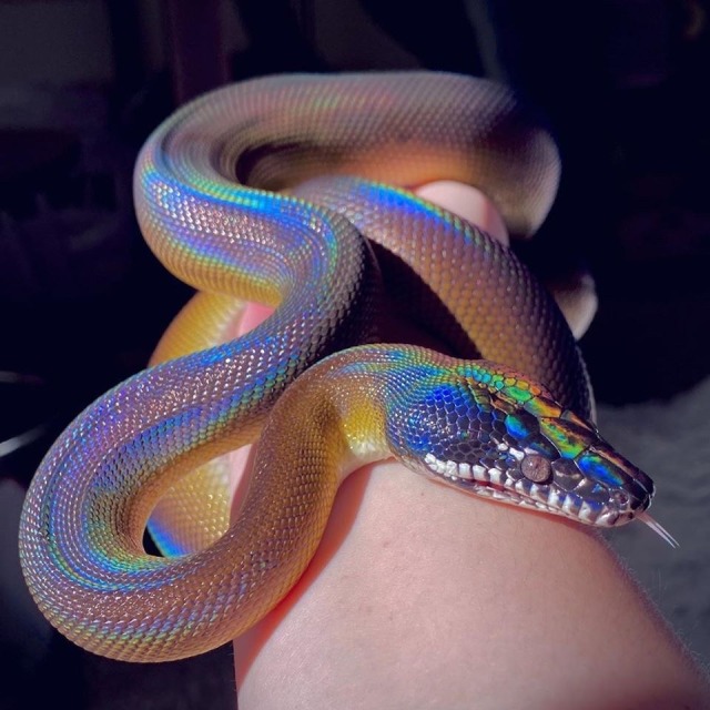 snake on Tumblr