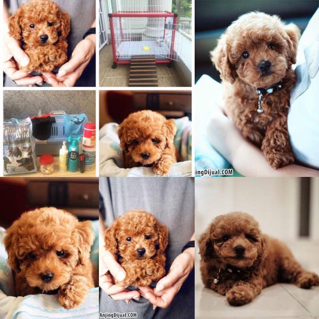 25++ Anjing red toy poodle dijual update