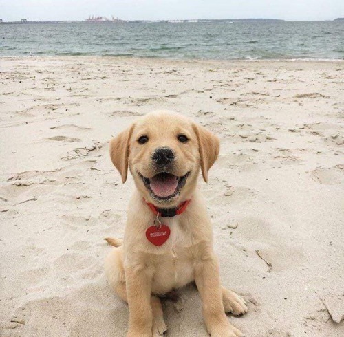 babydogdoo:my puppy loves the beach