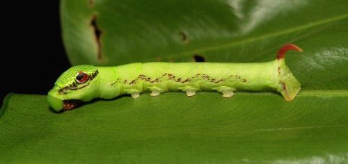 sinobug