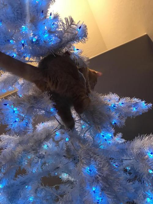 cutecornflakes:He broke the tree branches and wouldn’t even give...