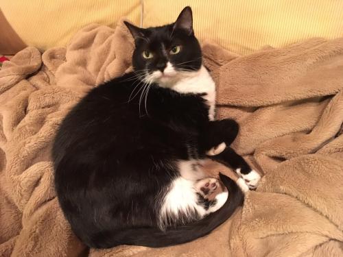 bringmecatsposts
