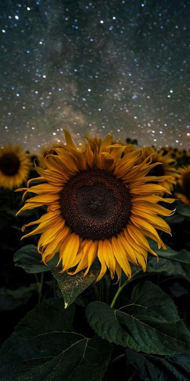 sunflower background | Tumblr