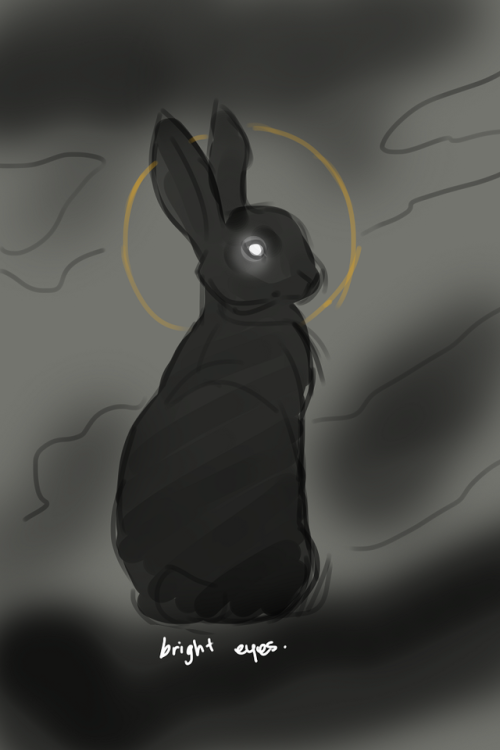 black rabbit on Tumblr