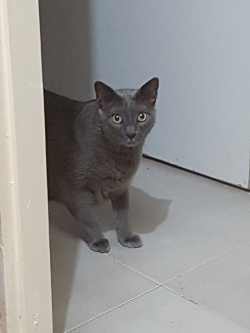 My new furrbaby. Meet Rey. 10+ year old, blue-grey with yellow...