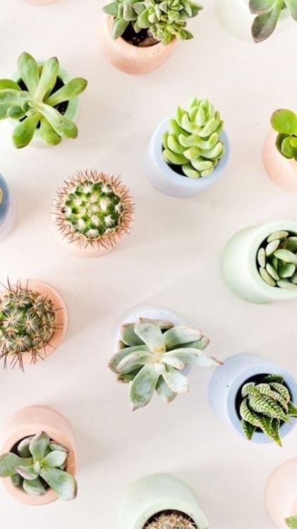 underthebogart:Pink + Cactus + Succulents Moodboard requested...